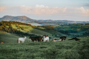 free range cattle